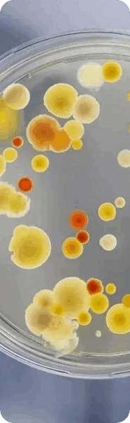 application in Microbial Fermentation