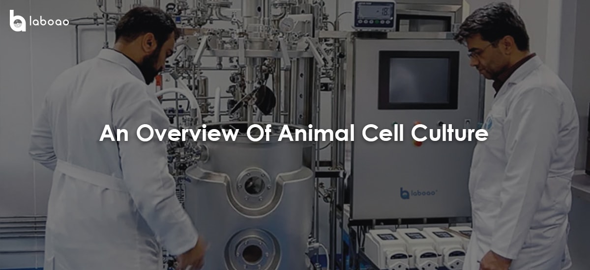 An Overview Of Animal Cell Culture