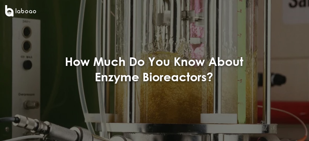 How Much Do You Know About Enzyme Bioreactors?